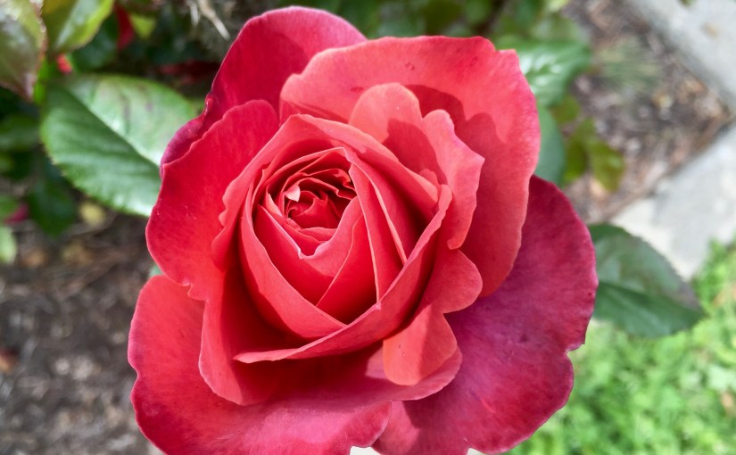 What’s in a&nbsp;Name?